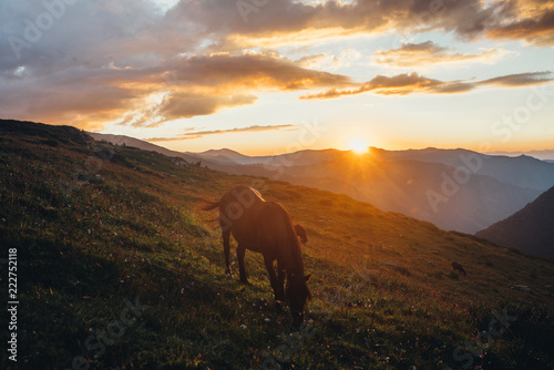 young beautiful stallion on the evening ranch