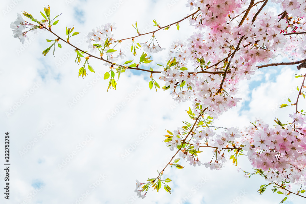 Beautiful full bloom cherry Blossom in the early spring season. Pink Sakura Japanese flower in over the blue sky. Japanese Garden.