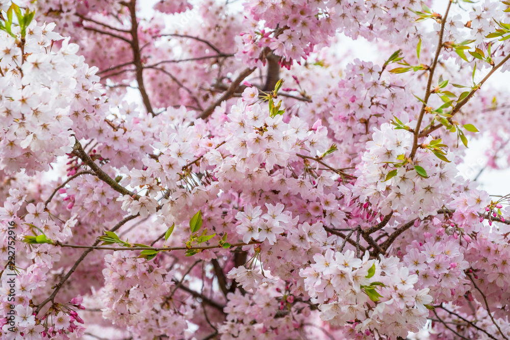 Beautiful full bloom cherry Blossom in the early spring season. Pink Sakura Japanese flower. Japanese Garden. A depth of field with bokeh photo style. Beautiful full bloom cherry Blossom in the early spring season. Pink Sakura Japanese flower. Japanese Garden. A depth of field with bokeh photo style.