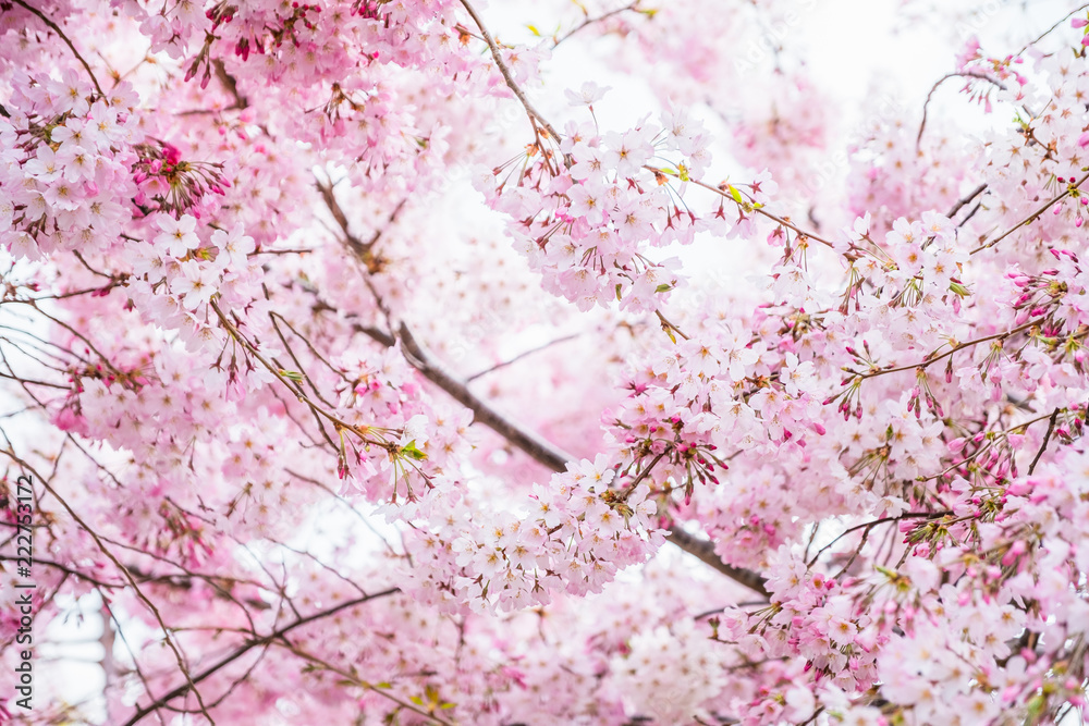 Beautiful full bloom cherry Blossom in the early spring season. Pink Sakura Japanese flower. Japanese Garden. A depth of field with bokeh photo style. Beautiful full bloom cherry Blossom in the early spring season. Pink Sakura Japanese flower. Japanese Garden. A depth of field with bokeh photo style.