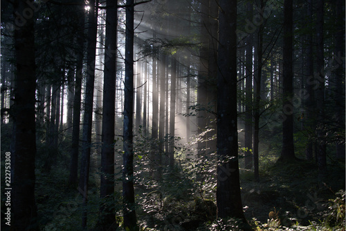 Fototapeta Naklejka Na Ścianę i Meble -  Die Sonne im Wald