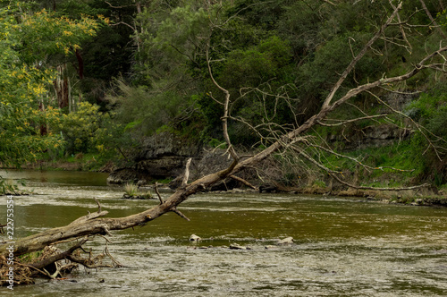 Dead Tree over River