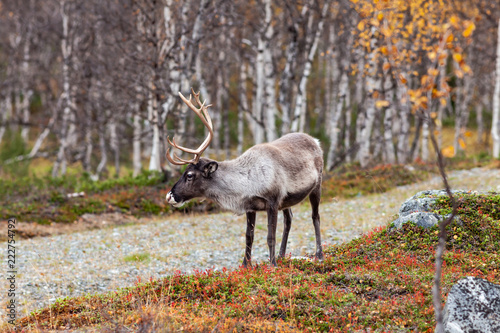 Reindeer in the forest  Lapland  Finland