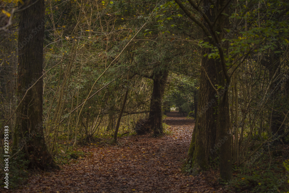 Through the Woods