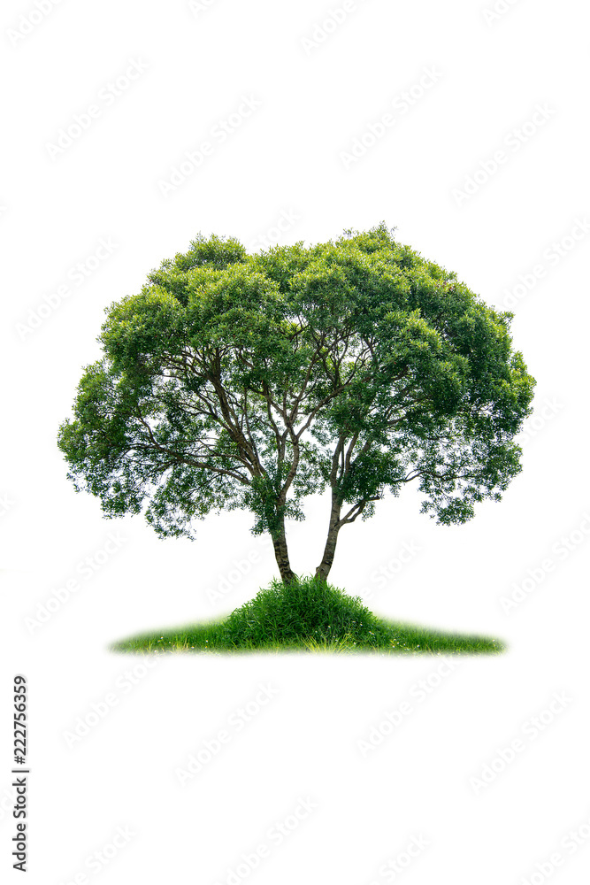 Tree isolate on white background Tree isolate on white background