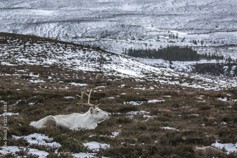 Reindeer1 Reindeer1