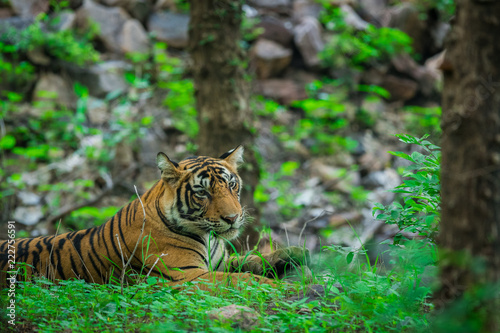 A tiger resting in monsoon rains and lush green park at ranthambore national park
