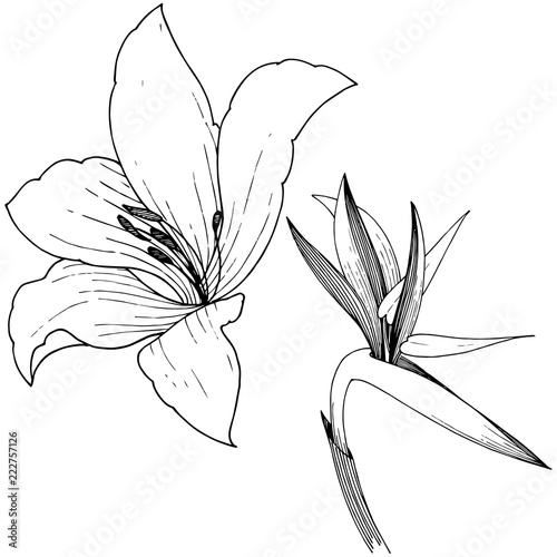 Tropical flower in a vector style. Isolated illustration element. Vector flower for background, texture, wrapper pattern, frame or border.