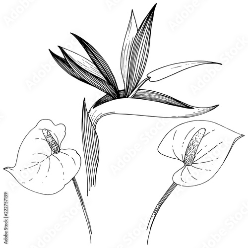 Tropical flower in a vector style. Isolated illustration element. Vector flower for background, texture, wrapper pattern, frame or border.