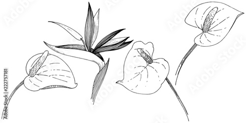 Tropical flower in a vector style. Isolated illustration element. Vector flower for background, texture, wrapper pattern, frame or border.