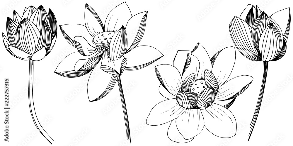 Lotus flower in a vector style isolated. Isolated illustration element. Full name of the plant: lotus. Vector flower for background, texture, wrapper pattern, frame or border. Lotus flower in a vector style isolated. Isolated illustration element. Full name of the plant: lotus. Vector flower for background, texture, wrapper pattern, frame or border.