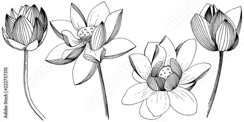 Lotus flower in a vector style isolated. Isolated illustration element. Full name of the plant: lotus. Vector flower for background, texture, wrapper pattern, frame or border.