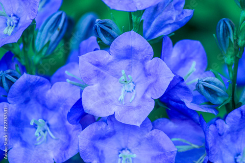 blue petals photo