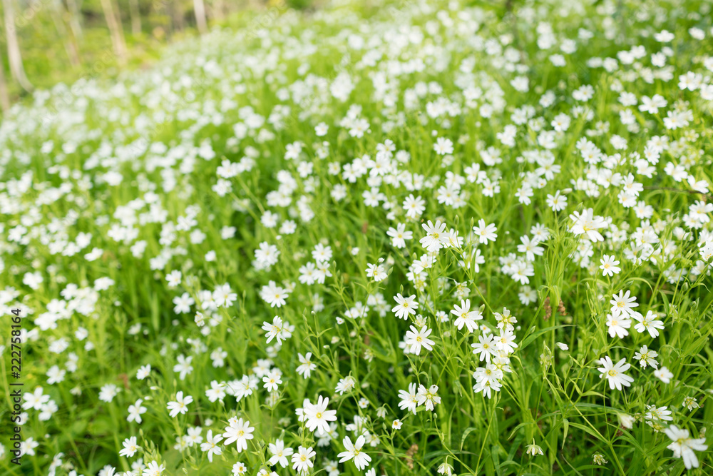 Stellaria dichotoma small white flowers on grass Stellaria dichotoma small white flowers on grass