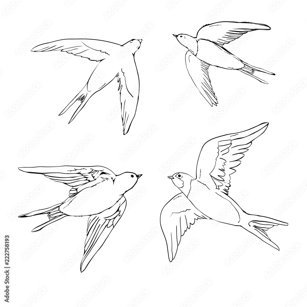 set of the swallow icons. Design elements for poster, t-shirt. Vector illustration.