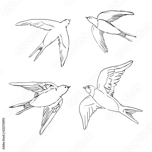 set of the swallow icons. Design elements for poster, t-shirt. Vector illustration.