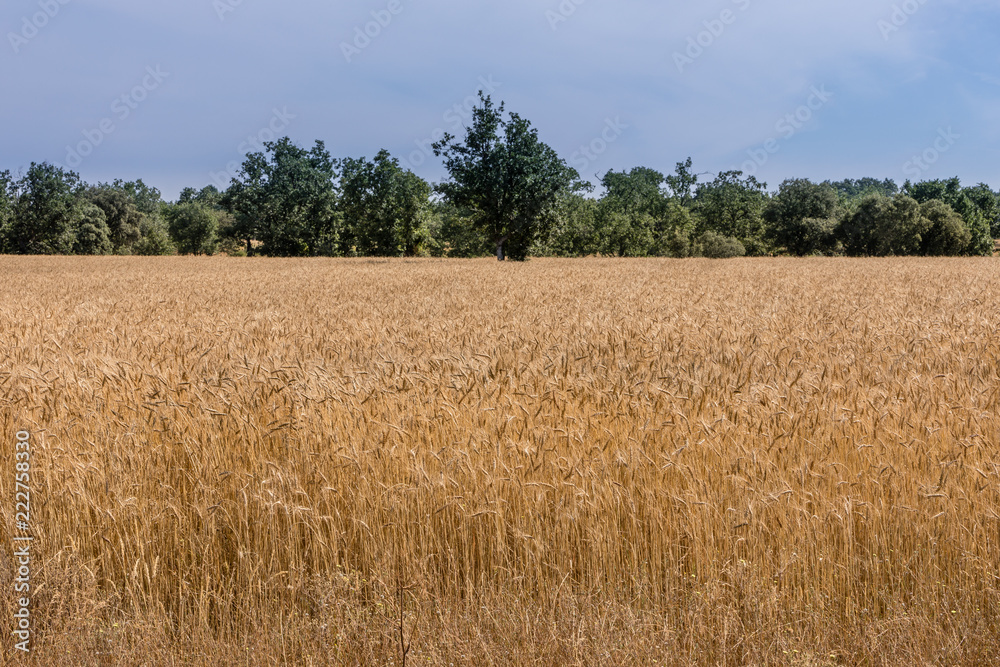 Fototapeta premium Cereal fields in Salamanca, Spain