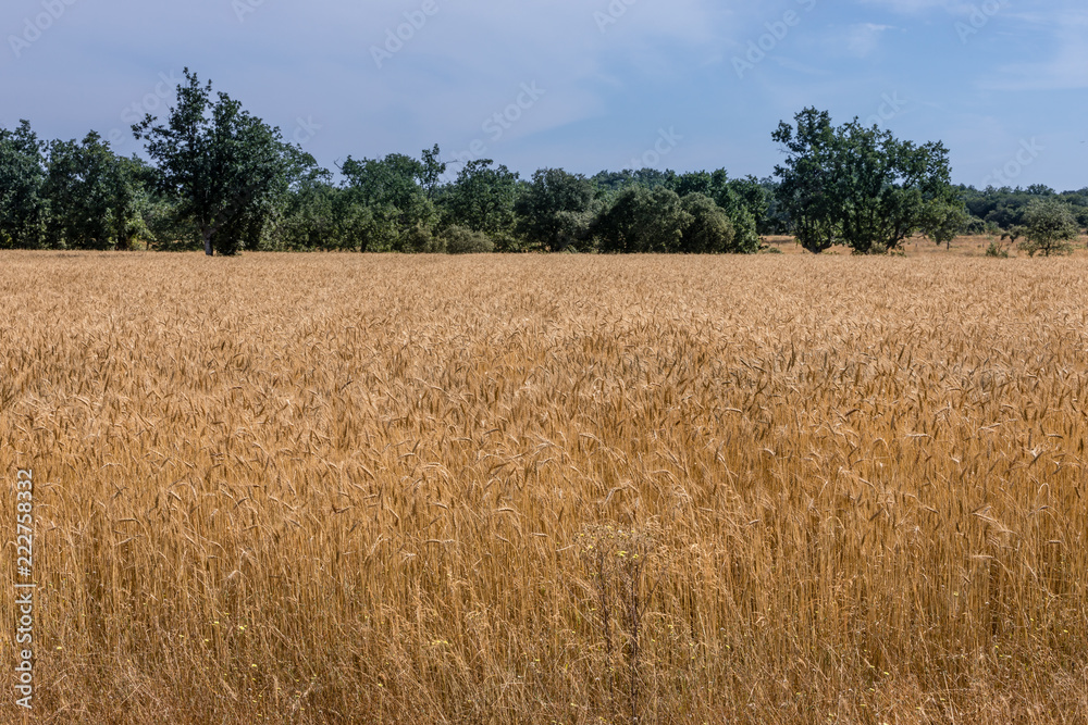 Cereal fields in Salamanca, Spain