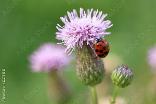 Marienkäfer auf einer Distelblüte