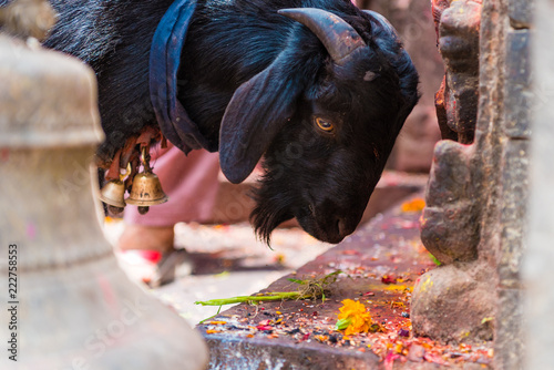 Goat at statue and shrine of Kal Bhairav at Kathmandu Durbar Square, Kathmandu Valley, Nepal photo