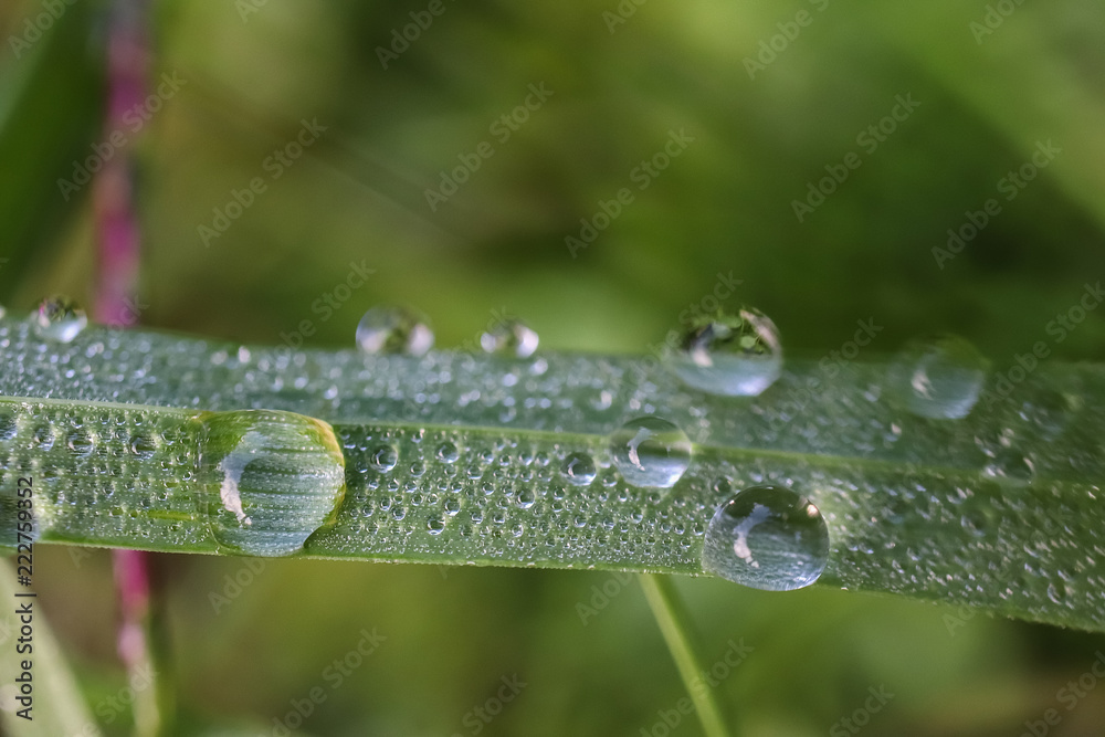 Transparent rain drops on a green blade of grass. Meadow after the rain. Close-up. Macro. Soft focus effect. Transparent rain drops on a green blade of grass. Meadow after the rain. Close-up. Macro. Soft focus effect.