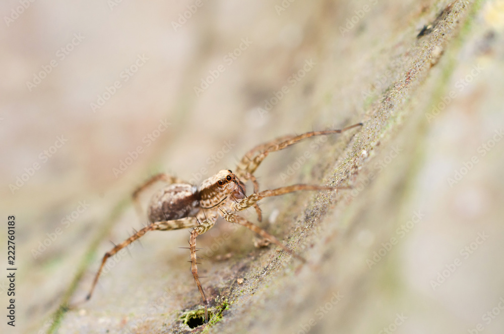 spider in nature spider in nature