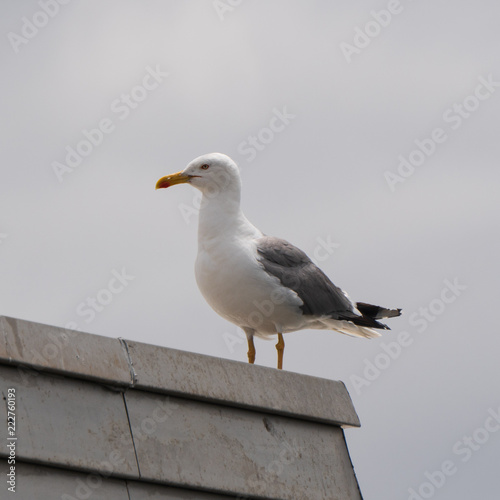 Gull on a building