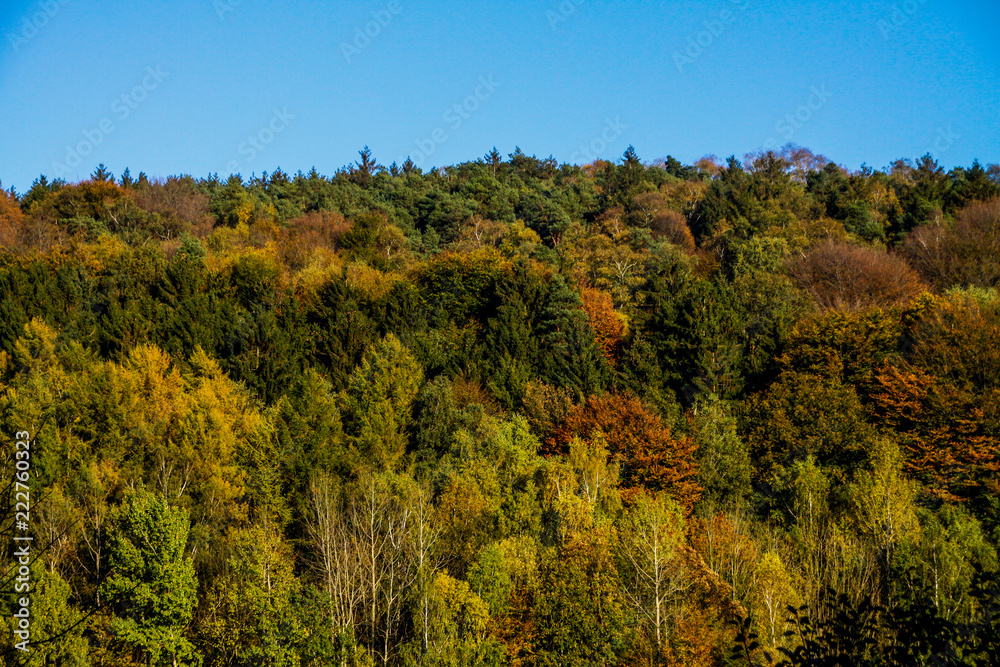 Fototapeta premium autum forest in northern germany