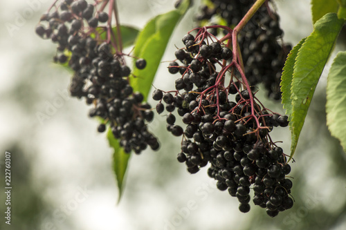 Close up of ripe elderberry growing on branch with green leaves