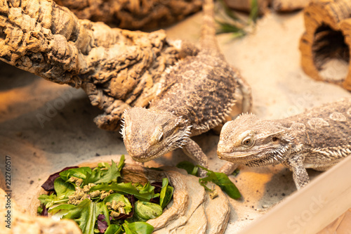 bearded dragon in a terrarium