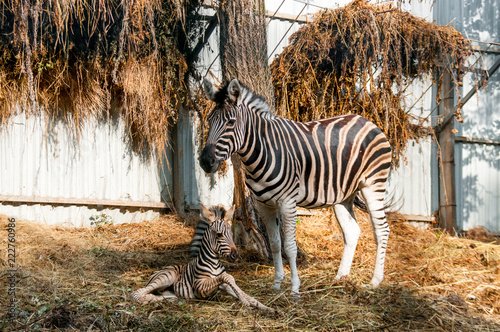 Zebra with a baby resting on the hay