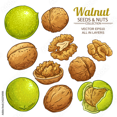 walnut plant vector