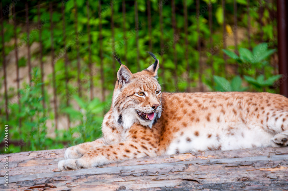 Obraz premium Lynx resting on a wooden bridge in the summer