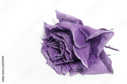 Beautiful Dried Rose and Petals on White Background