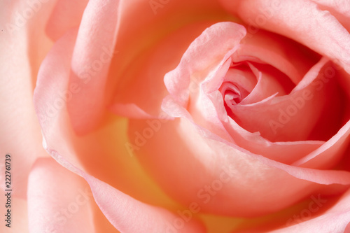 Pink rose for lover