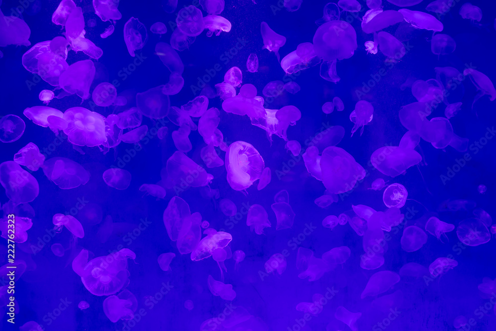 Jellyfish in the sea Jellyfish in the sea