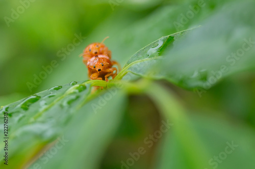 Ladybugs breeding on the leave