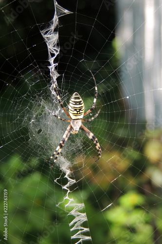 a poisonous spider on a cobweb