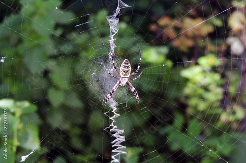 a poisonous spider on a cobweb