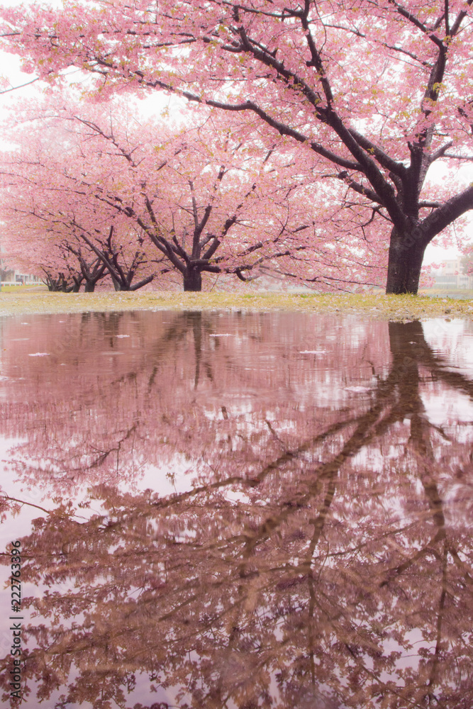 雨の桜