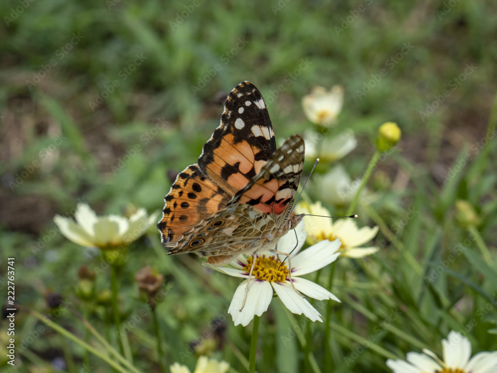 Obraz premium 昆虫