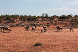 Group of sheeps in Outback Australia