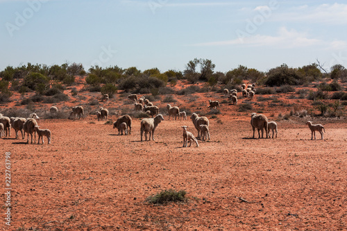 Group of sheeps in Outback Australia