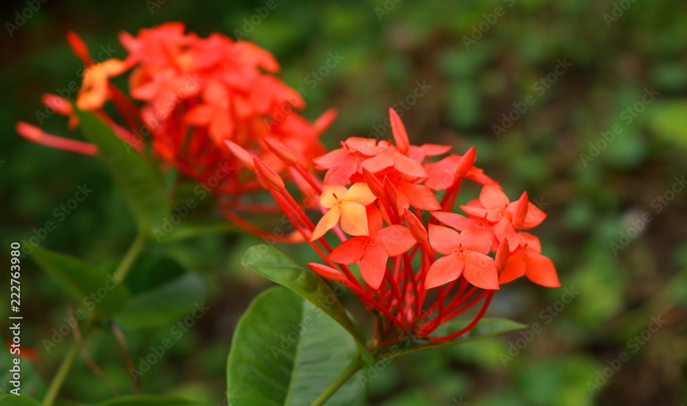 closeup picture of orange spike flowers or ixora