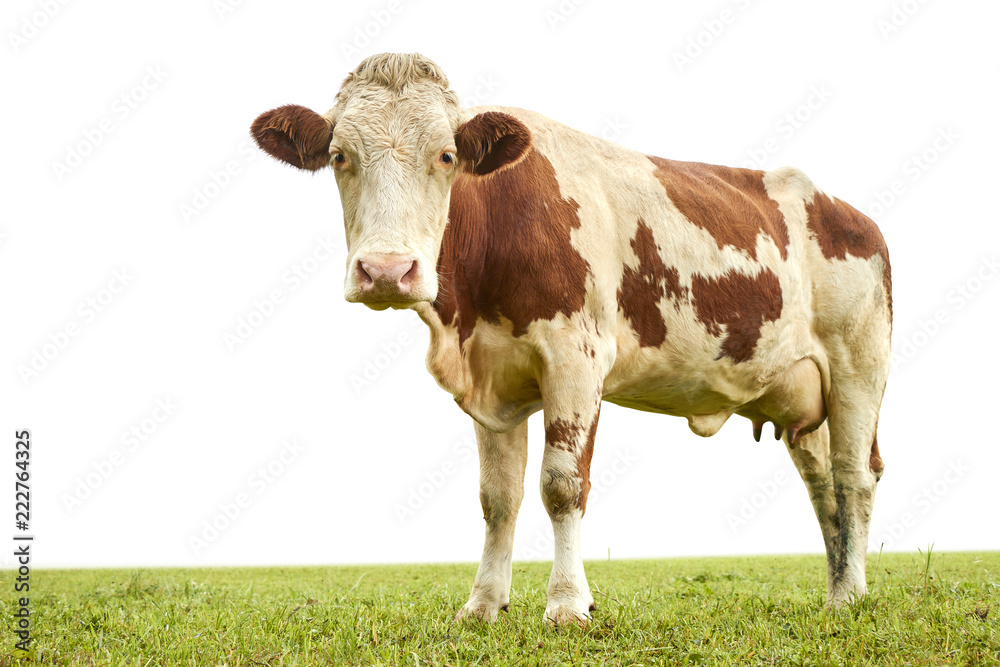 Spotted cow standing on lush green grass in Austrian Alps and facing camera on white background.