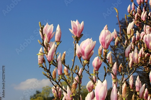 Blue sky with magnolia blossom photo