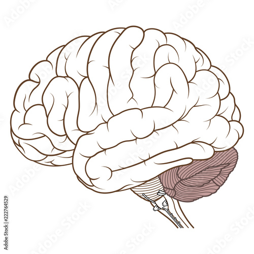 Coloured cerebellum of human brain anatomy side view flat