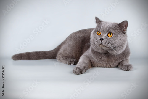 Fototapeta Naklejka Na Ścianę i Meble -  British shorthair cat on colored backgrounds