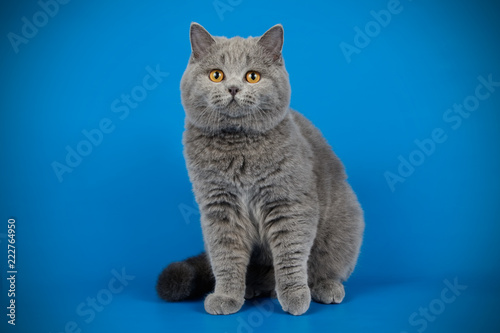 British shorthair cat on colored backgrounds