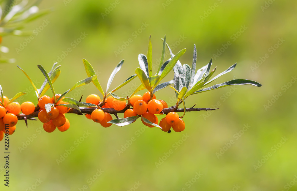 Branch of orange sea buckthorn berries in autumn park. Seasonal berry harvest.